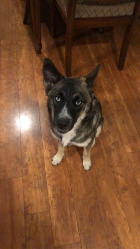 Lost Female Dog last seen nova ave capitol height , Capitol Heights, MD 20743