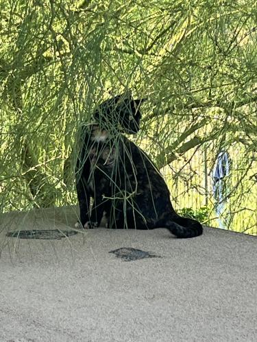 Lost Female Cat last seen Plymouth Dr /National Trail, New River, AZ 85086