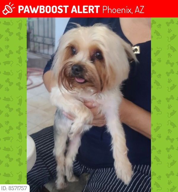 Lost Female Dog last seen Bethany  & 33rd avenue, Phoenix, AZ 85017