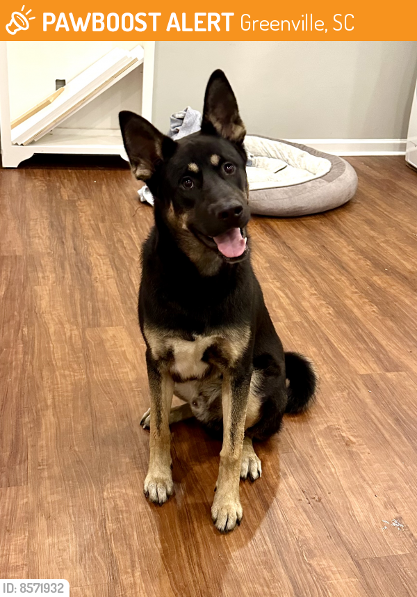 Rehomed Male Dog in Greenville, SC 29605 (ID 8571932) PawBoost