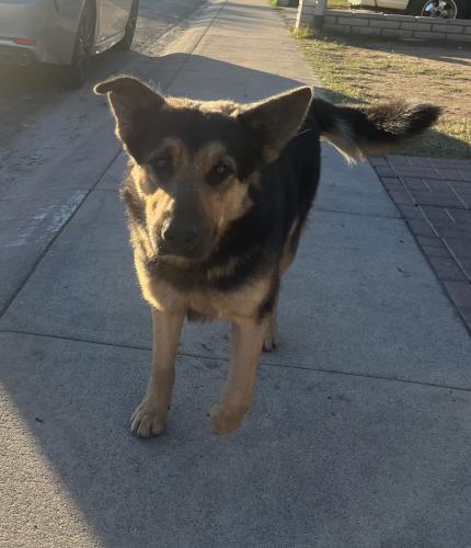 Found/Stray Male Dog last seen N 71st Dr and W Reade Ave , Glendale, AZ 85303