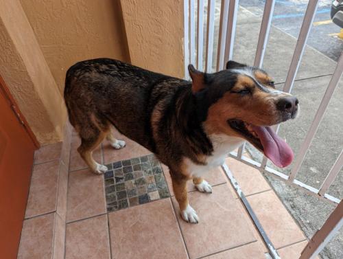 Found/Stray Female Dog last seen Les Fontaine cndmnium, Hialeah, FL 33018
