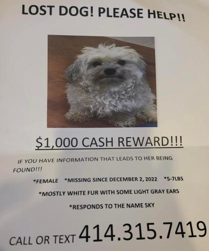 Lost Female Dog last seen 25th Street and North Ave , Milwaukee, WI 53208