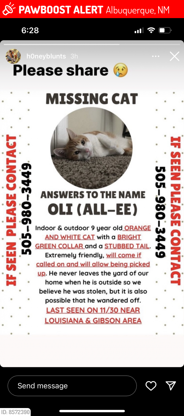 Lost Male Cat last seen Lousiana and gibson, Albuquerque, NM 87108