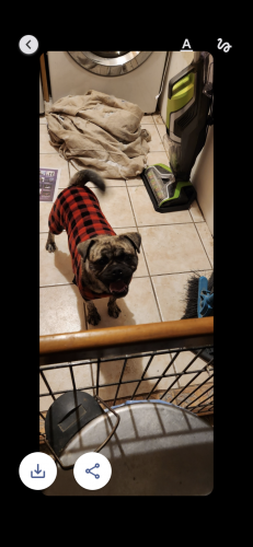 Found/Stray Female Dog last seen Coors and Gonzales , Albuquerque, NM 87105
