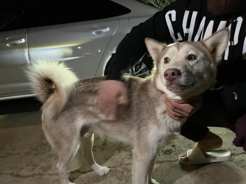 Found/Stray Female Dog last seen Frys, Glendale, AZ 85303