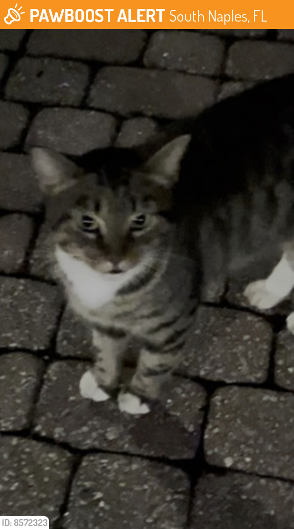 Found/Stray Unknown Cat last seen Santa Barbara & Rattlesnake Hammock (Quail Hollow), South Naples, FL 34112