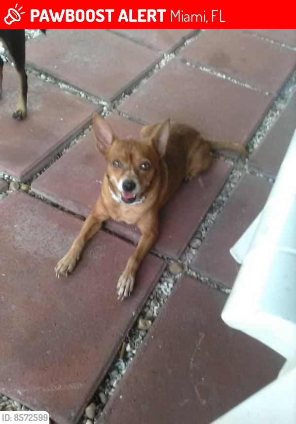 Lost Female Dog last seen Near AVE & 93 Terrace, Miami , Miami, FL 33147