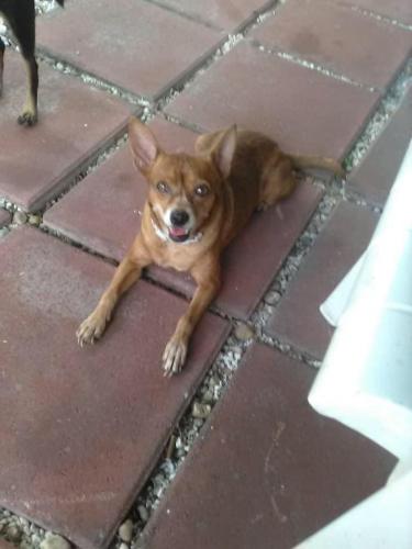 Lost Female Dog last seen Near AVE & 93 Terrace, Miami , Miami, FL 33147