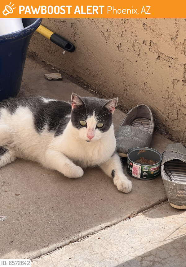 Found/Stray Unknown Cat last seen 19ave and Dunlap , Phoenix, AZ 85023