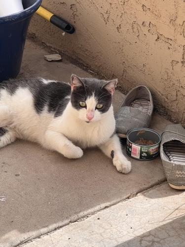 Found/Stray Unknown Cat last seen 19ave and Dunlap , Phoenix, AZ 85023