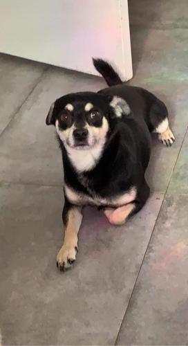 Lost Male Dog last seen Palmaire Ave & 35th Ave, 85051, Phoenix, AZ 85017