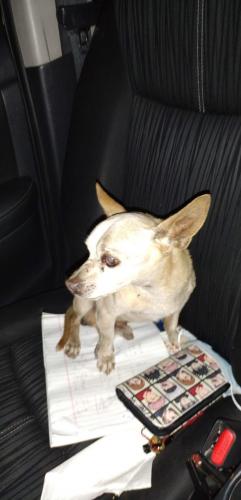 Found/Stray Male Dog last seen McDowell , Phoenix, AZ 85304