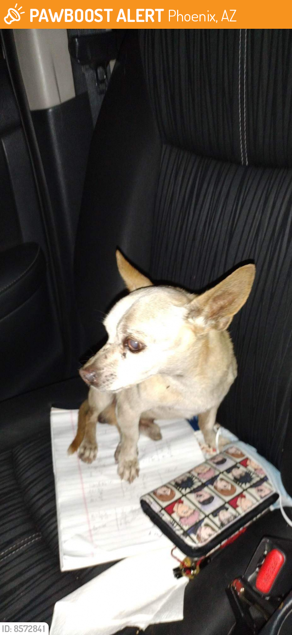 Surrendered Male Dog last seen McDowell , Phoenix, AZ 85304