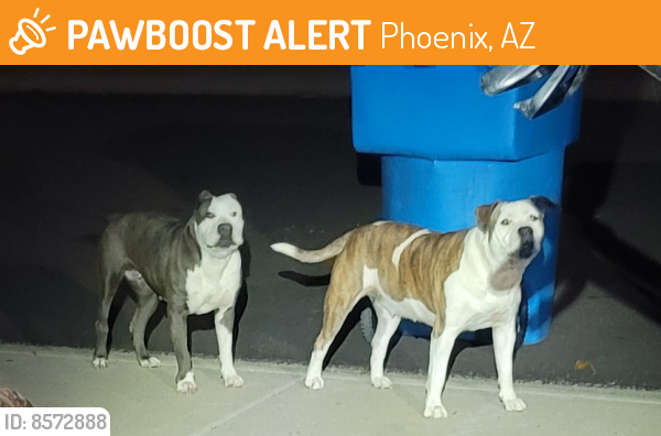 Found/Stray Unknown Dog last seen 45th and Michelle, Phoenix, AZ 85032