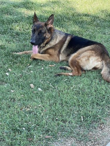 Lost Female Dog last seen 35th ave and buckeye rd, Phoenix, AZ 85009