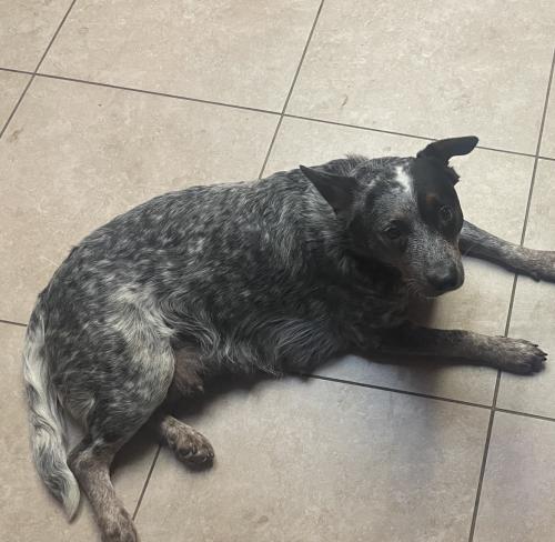 Lost Female Dog last seen Butler & 49th Ln, Glendale, AZ 85302
