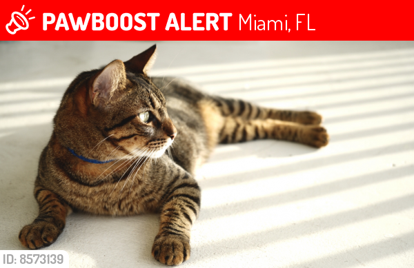 Lost Male Cat last seen 27th Ave 16th street, Miami, FL 33145