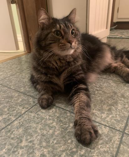 Lost Male Cat last seen Atchison Ave & 119th St, Whiting, IN 46394, USA, Whiting, IN 46394
