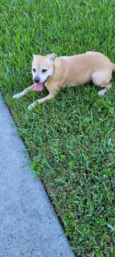 Found/Stray Female Dog last seen 89th Avenue and 174 terrace, Miami-Dade County, FL 33018