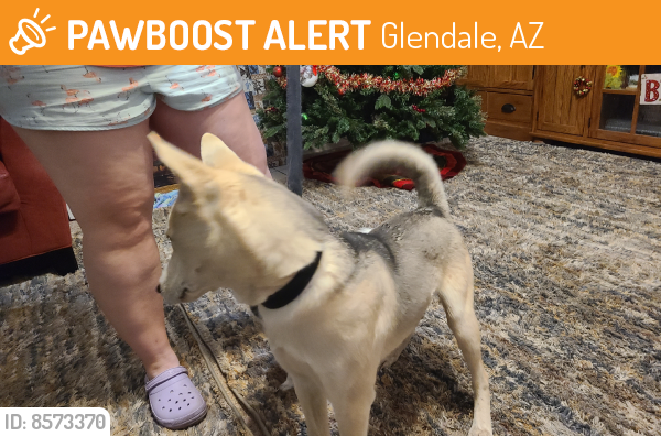 Found/Stray Male Dog last seen 79th Avenue and Camelback, Glendale, AZ 85381
