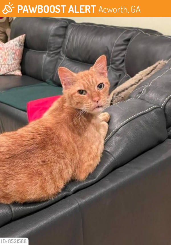 Acworth, GA Stray Male Cat Found Near Mars Hill Rd and Fairwood Dr