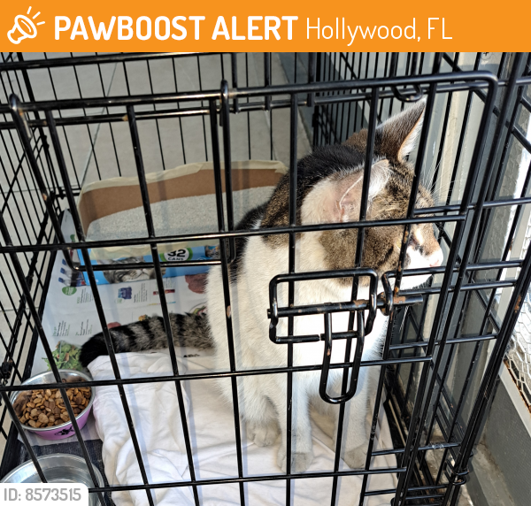 Found/Stray Male Cat last seen Stirling Road Hollywood Fl, Hollywood, FL 33312