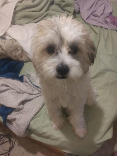 Lost Male Dog last seen Lockwood and 4800 block south , Chicago, IL 60638