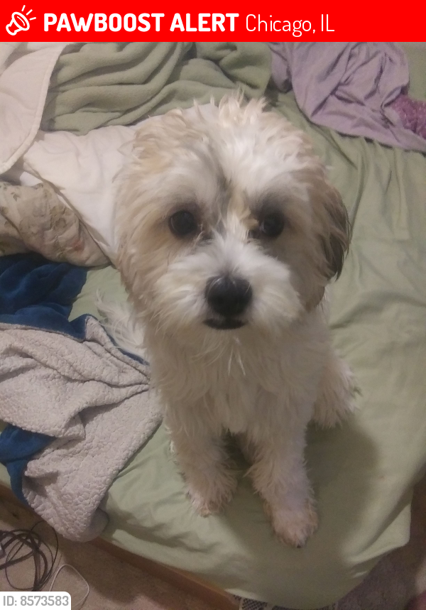 Lost Male Dog last seen Lockwood and 4800 block south , Chicago, IL 60638