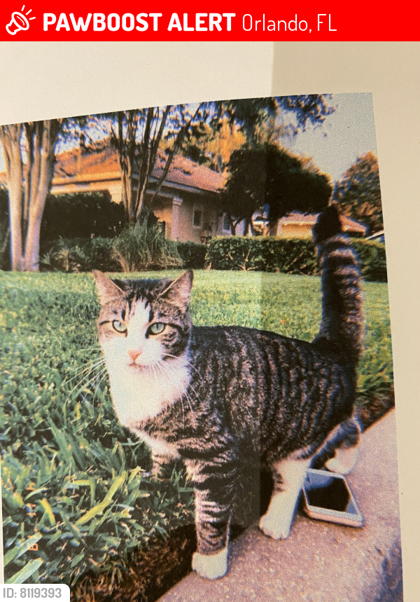 Lost Female Cat last seen Stonebridge Lakes Community , Orlando, FL 32835