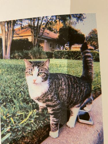 Lost Female Cat last seen Stonebridge Lakes Community , Orlando, FL 32835