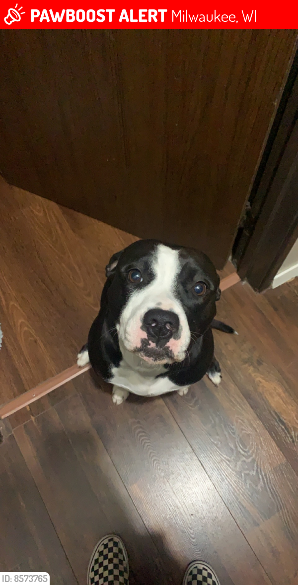 Lost Female Dog last seen Layton Blvd and greenfield avenue , Milwaukee, WI 53221