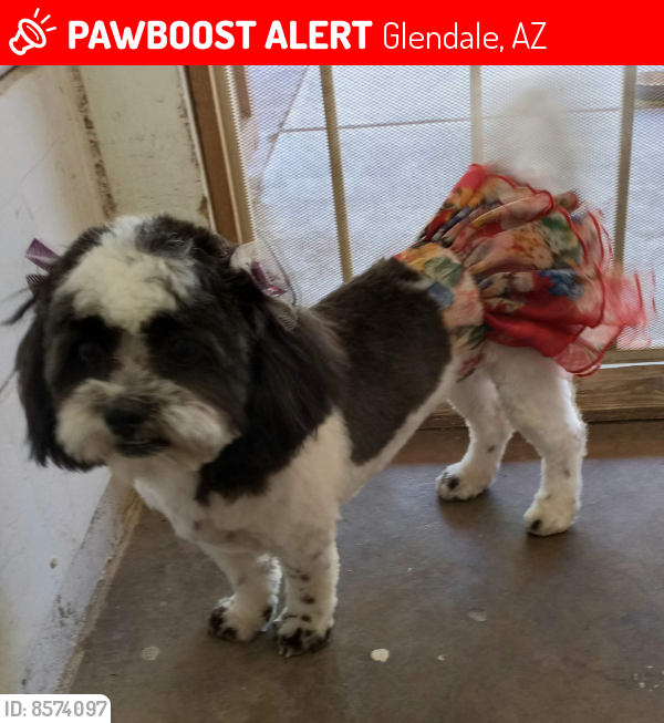 Lost Female Dog last seen Near n 104th dr glendale az, Glendale, AZ 85307