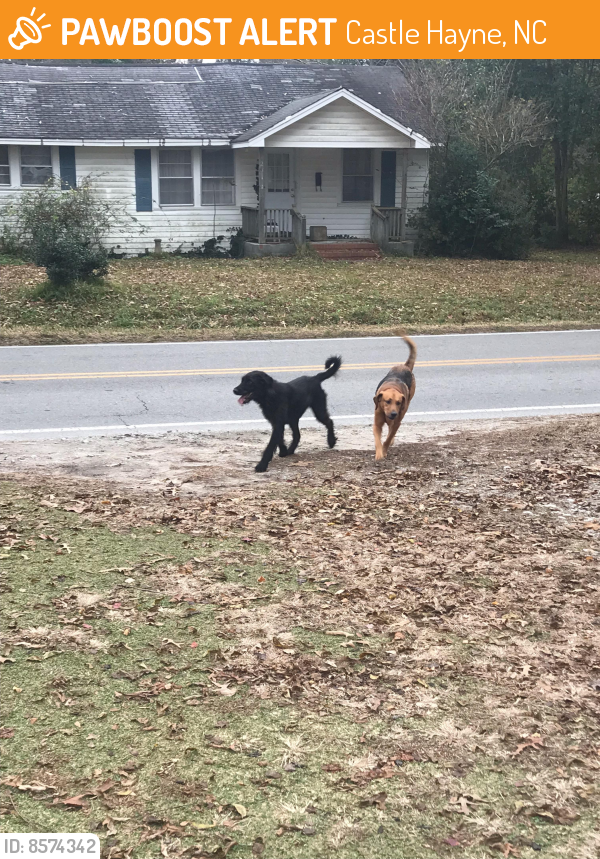 Found/Stray Dog in Castle Hayne, NC 28429 (ID 8574342) PawBoost