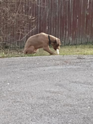 Found/Stray Male Dog last seen  Torrence and Sauk Trail, Sauk Village, IL 60411