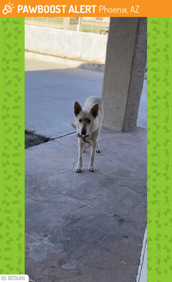 Found/Stray Unknown Dog last seen 16th st & broadway , Phoenix, AZ 85040