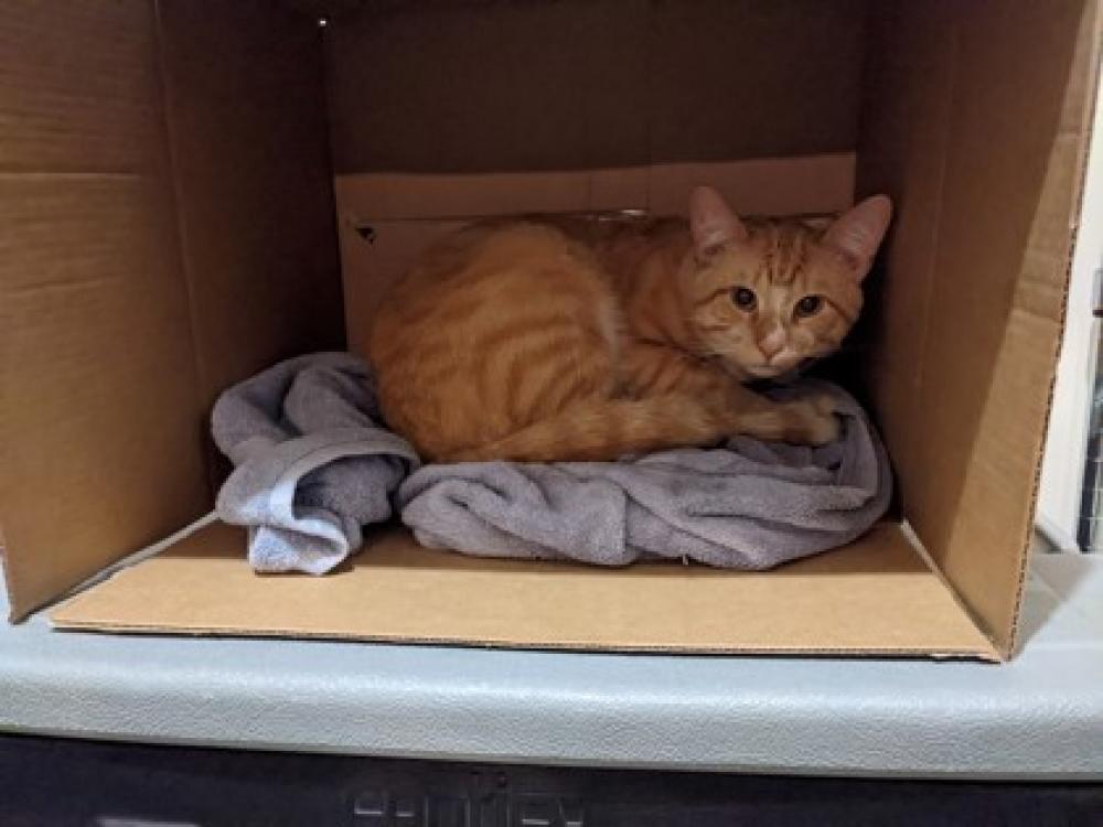 Shelter Stray Male Cat last seen Herndon, VA 20170, Fairfax, VA 22032