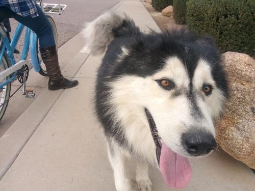 Found/Stray Unknown Dog last seen 63rd Broadway , Phoenix, AZ 85043
