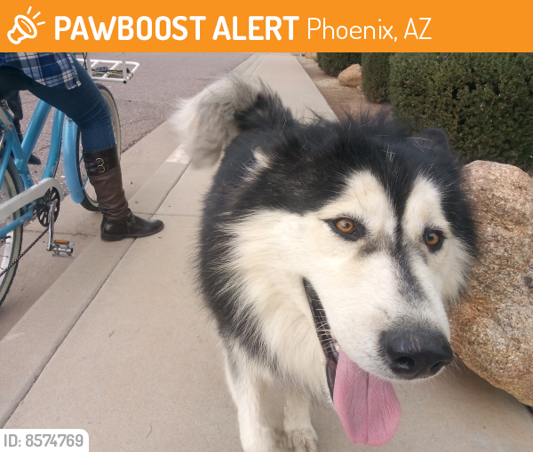 Found/Stray Unknown Dog last seen 63rd Broadway , Phoenix, AZ 85043
