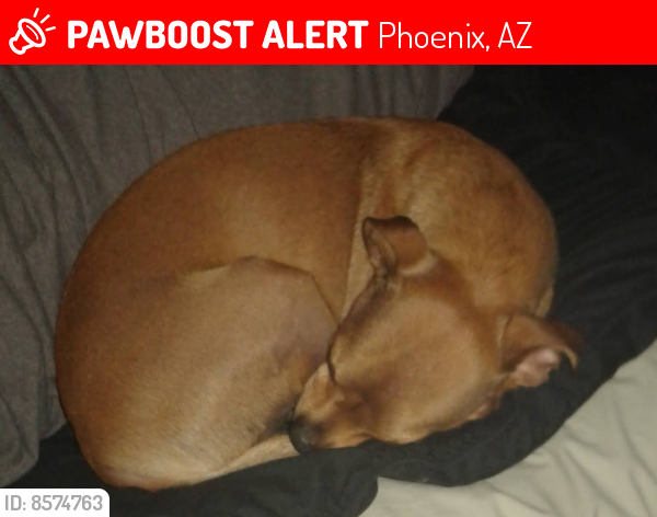 Lost Male Dog last seen 55th ave and Vineyard , Phoenix, AZ 85339