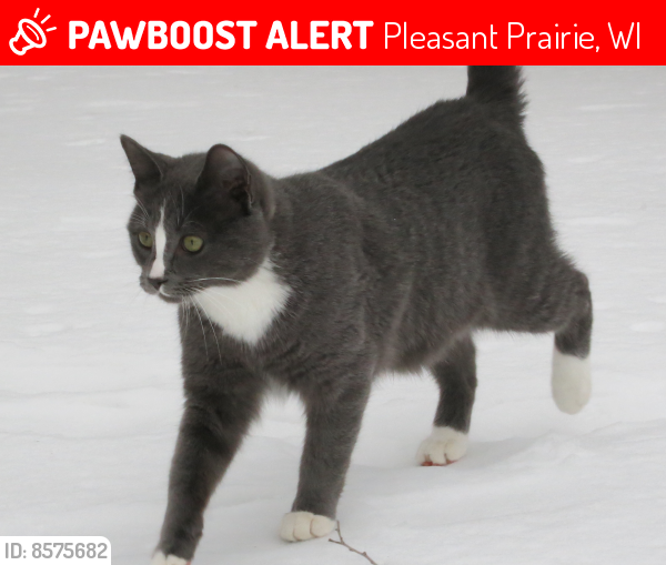 Lost Male Cat last seen 26th Ave. and 91st Street, Pleasant Prairie, WI 53143