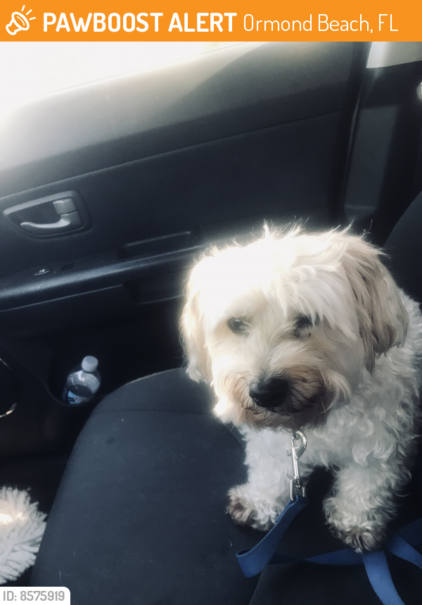 Found/Stray Male Dog in Ormond Beach, FL 32176 (ID 8575919) PawBoost