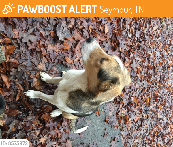 Found/Stray Female Dog in Seymour, TN 37865 (ID 8575973) PawBoost