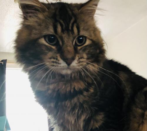 Lost Male Cat last seen Dy102ND , Worcestershire, England DY10 2ND