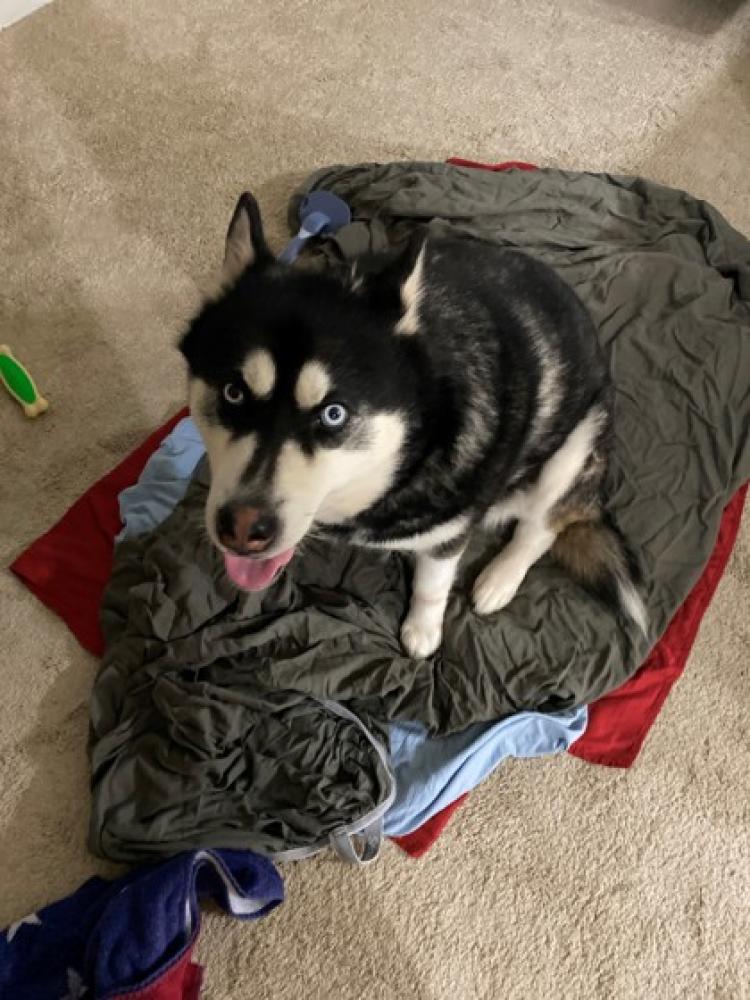 Shelter Stray Unknown Dog last seen Reston, VA 20191, Fairfax, VA 22032