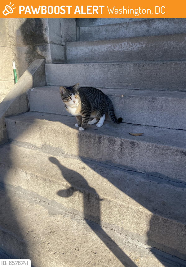 Found/Stray Male Cat last seen Quincy and lincoln, Washington, DC 20002