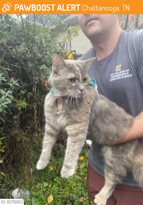 Found/Stray Unknown Cat last seen Found off of Mitchell avenue, Chattanooga, TN 37408
