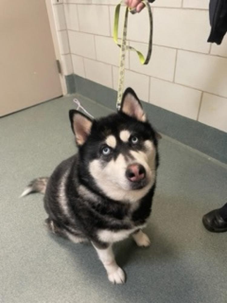 Shelter Stray Female Dog last seen Near Greywing Ct. Reston 20191, Fairfax County, VA, Fairfax, VA 22032
