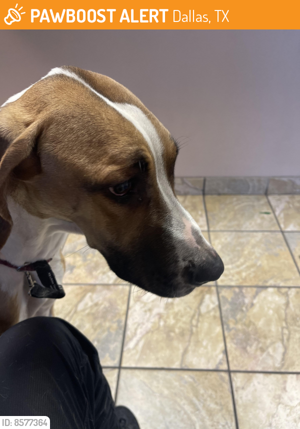 Found/Stray Female Dog in Dallas, TX 75252 (ID 8577364) PawBoost