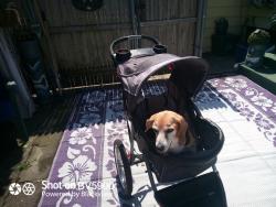 Lost Female Dog last seen Main Rd near Dollar general , Tiverton, RI 02878